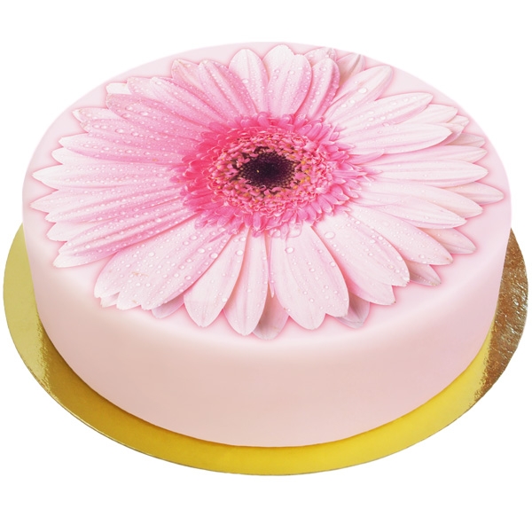 Gerbera Torte Rosa